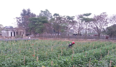 Làng hoa, làng đào Hà Nội vui Tết ảnh 10